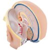 Galvas un cilvēka smadzeņu skala 1: 1 3D anatomiskais modelis 1: 1