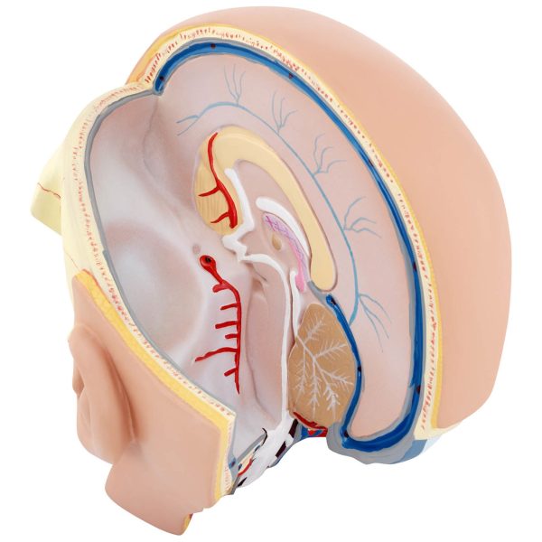 Galvas un cilvēka smadzeņu skala 1: 1 3D anatomiskais modelis 1: 1