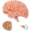 Galvas un cilvēka smadzeņu skala 1: 1 3D anatomiskais modelis 1: 1