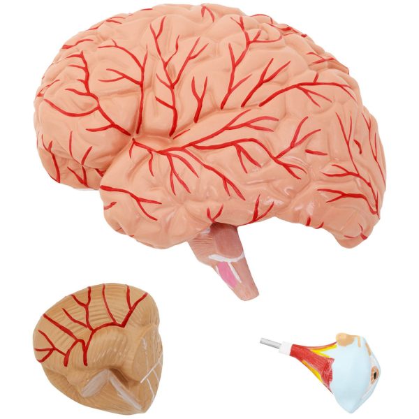 Galvas un cilvēka smadzeņu skala 1: 1 3D anatomiskais modelis 1: 1