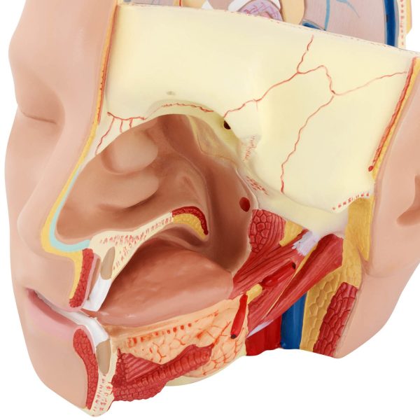 Galvas un cilvēka smadzeņu skala 1: 1 3D anatomiskais modelis 1: 1