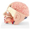 Galvas un cilvēka smadzeņu skala 1: 1 3D anatomiskais modelis 1: 1