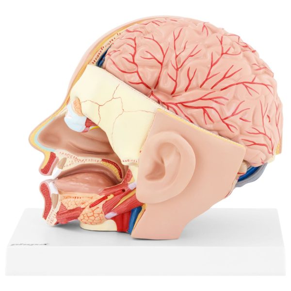 Galvas un cilvēka smadzeņu skala 1: 1 3D anatomiskais modelis 1: 1