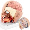 Galvas un cilvēka smadzeņu skala 1: 1 3D anatomiskais modelis 1: 1