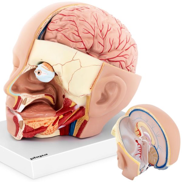 Galvas un cilvēka smadzeņu skala 1: 1 3D anatomiskais modelis 1: 1