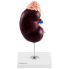 Cilvēka nieru skalas 3D anatomiskais modelis 1,5: 1