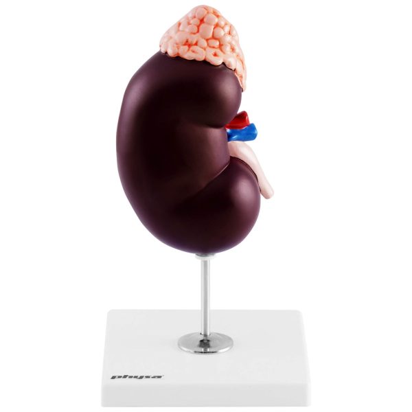 Cilvēka nieru skalas 3D anatomiskais modelis 1,5: 1