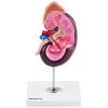 Cilvēka nieru skalas 3D anatomiskais modelis 1,5: 1