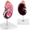 Cilvēka nieru skalas 3D anatomiskais modelis 1