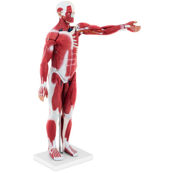 10040349-1 Cilvēka ķermeņa 3D anatomiskais modelis 27 elementi 76 cm