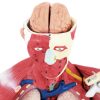 10040349-2 Cilvēka ķermeņa 3D anatomiskais modelis 27 elementi 76 cm