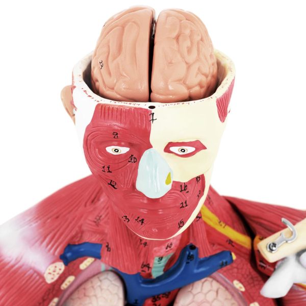10040349-2 Cilvēka ķermeņa 3D anatomiskais modelis 27 elementi 76 cm