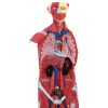 10040349-3 Cilvēka ķermeņa 3D anatomiskais modelis 27 elementi 76 cm