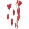 10040349-5 Cilvēka ķermeņa 3D anatomiskais modelis 27 elementi 76 cm