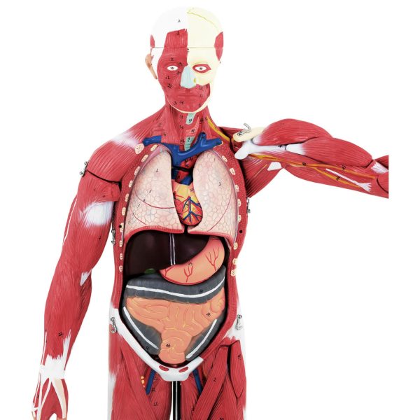 10040349-6 Cilvēka ķermeņa 3D anatomiskais modelis 27 elementi 76 cm