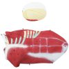 10040349-7 Cilvēka ķermeņa 3D anatomiskais modelis 27 elementi 76 cm
