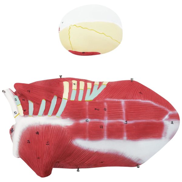 10040349-7 Cilvēka ķermeņa 3D anatomiskais modelis 27 elementi 76 cm
