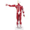 10040349-9 Cilvēka ķermeņa 3D anatomiskais modelis 27 elementi 76 cm