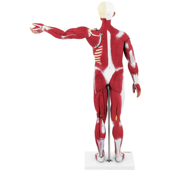 10040349-9 Cilvēka ķermeņa 3D anatomiskais modelis 27 elementi 76 cm
