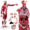 Cilvēka ķermeņa 3D anatomiskais modelis 27 elementi 76 cm Cilvēka ķermeņa 3D anatomiskais modelis 27 elementi 76 cm