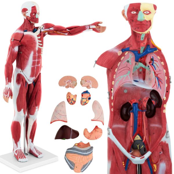 Cilvēka ķermeņa 3D anatomiskais modelis 27 elementi 76 cm Cilvēka ķermeņa 3D anatomiskais modelis 27 elementi 76 cm