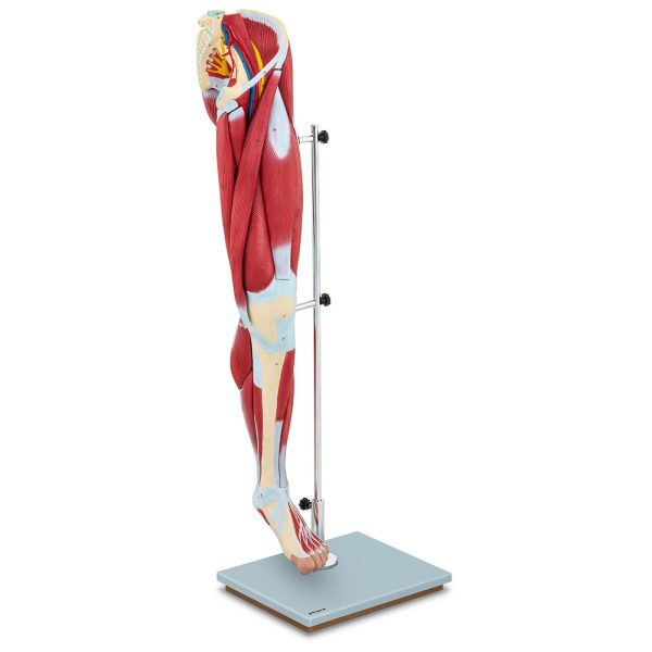 Cilvēka kāju muskuļu 3D anatomiskais modelis