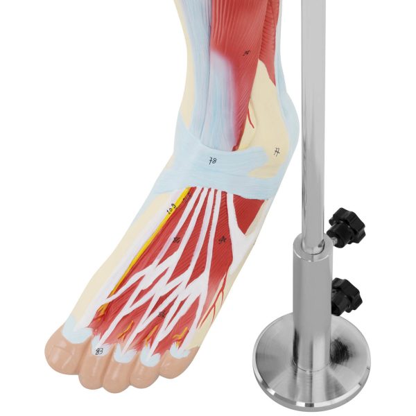 Cilvēka kāju muskuļu 3D anatomiskais modelis