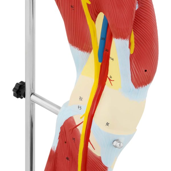Cilvēka kāju muskuļu 3D anatomiskais modelis