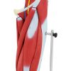 Cilvēka kāju muskuļu 3D anatomiskais modelis