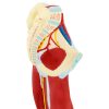 Cilvēka kāju muskuļu 3D anatomiskais modelis
