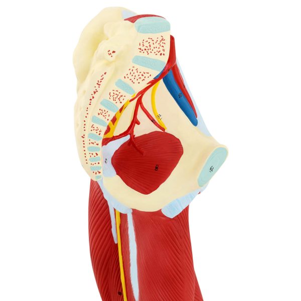 Cilvēka kāju muskuļu 3D anatomiskais modelis