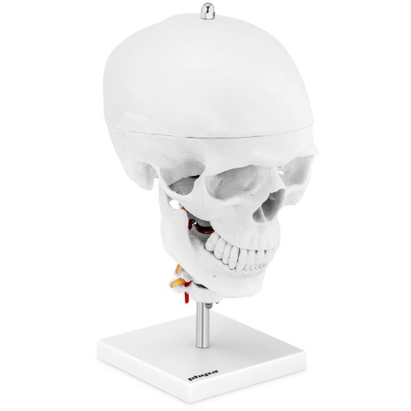 Cilvēka galvaskausa 3D anatomiskais modelis ar smadzenēm 7 skriemeļu skala 1: 1