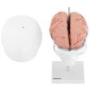 Cilvēka galvaskausa 3D anatomiskais modelis ar smadzenēm 7 skriemeļu skala 1: 1