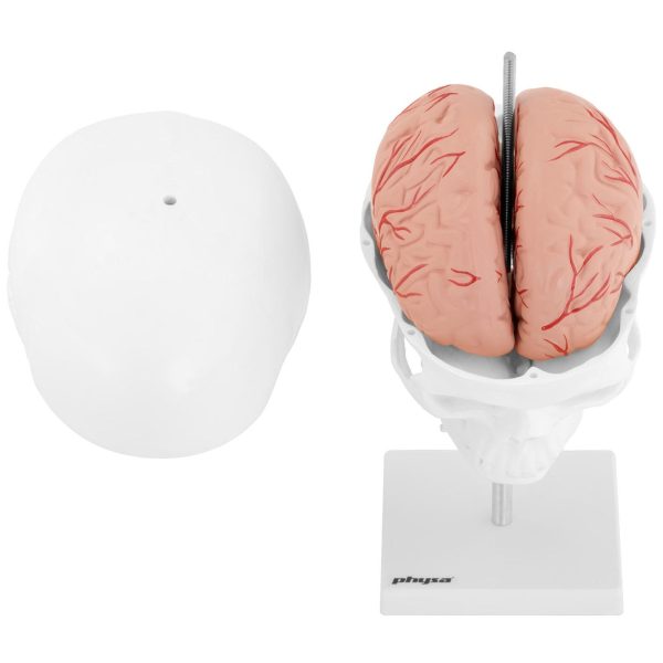 Cilvēka galvaskausa 3D anatomiskais modelis ar smadzenēm 7 skriemeļu skala 1: 1
