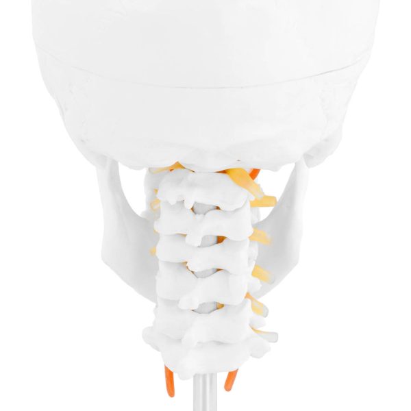 Cilvēka galvaskausa 3D anatomiskais modelis ar smadzenēm 7 skriemeļu skala 1: 1
