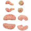 Cilvēka galvaskausa 3D anatomiskais modelis ar smadzenēm 7 skriemeļu skala 1: 1