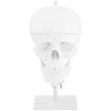 Cilvēka galvaskausa 3D anatomiskais modelis ar smadzenēm 7 skriemeļu skala 1: 1