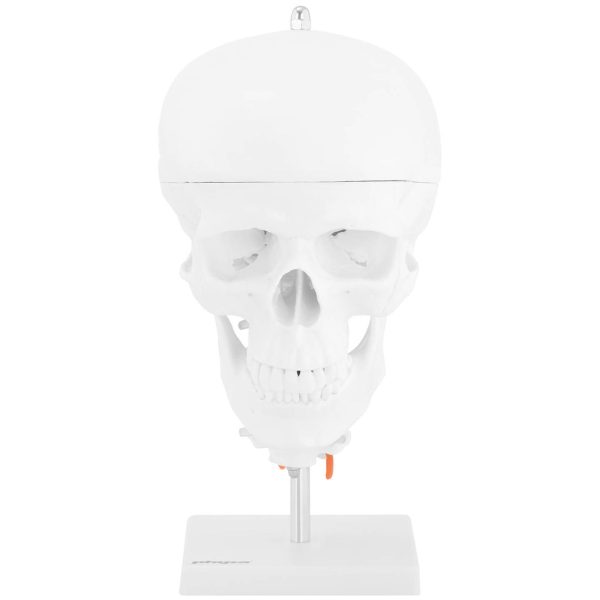 Cilvēka galvaskausa 3D anatomiskais modelis ar smadzenēm 7 skriemeļu skala 1: 1