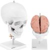 Cilvēka galvaskausa 3D anatomiskais modelis ar smadzenēm 7 skriemeļu skala 1: 1