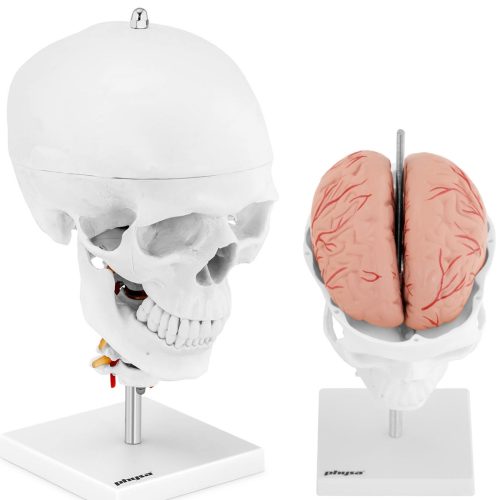 Cilvēka galvaskausa 3D anatomiskais modelis ar smadzenēm 7 skriemeļu skala 1: 1