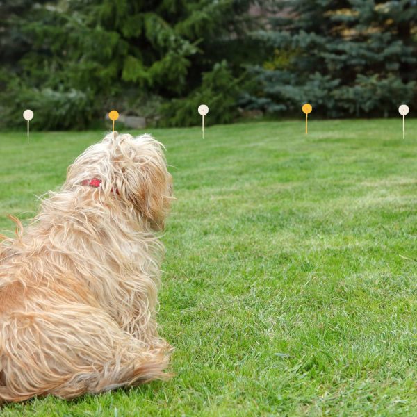 Elektriskais ganu apmācības žogs suņiem ar kakla siksnu 300 m komplekts