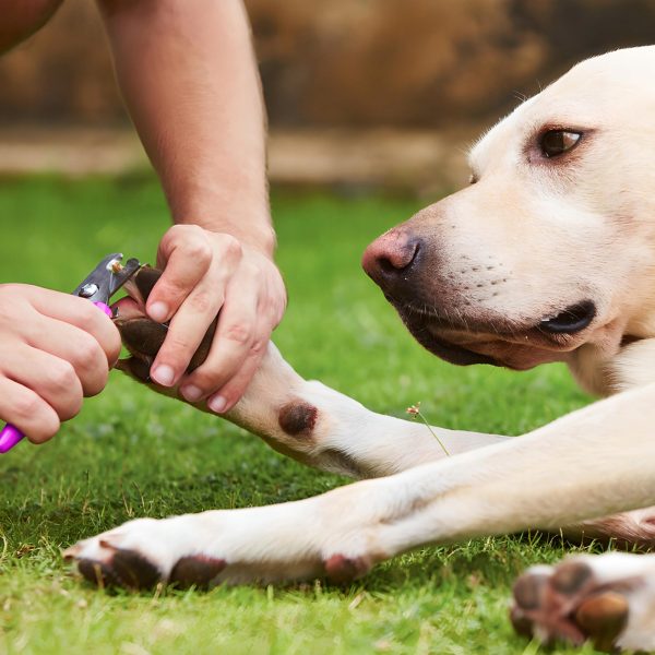 Bezvadu suņu un dzīvnieku griezējs LCD 9W 4 uzgaļi